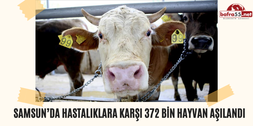 Samsun’da Hastalıklara karşı 372 Bin Hayvan Aşılandı