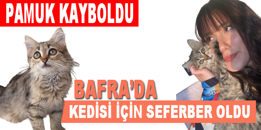 Kaybolan Kedisi İçin Aranmadık Yer Bırakmadı