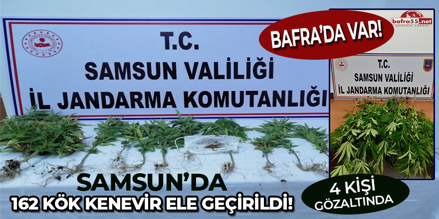 Samsun'da 162 Kök Kenevir Ele Geçirildi!