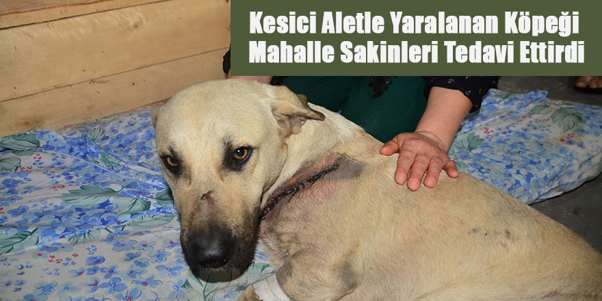 Kesici Aletle Yaralanan Köpeği Mahalle Sakinleri Tedavi Ettirdi