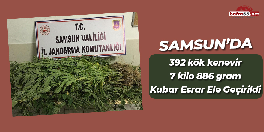 Samsun'da 392 kök kenevir 7 kilo 886 gram kubar esrar ele geçirildi