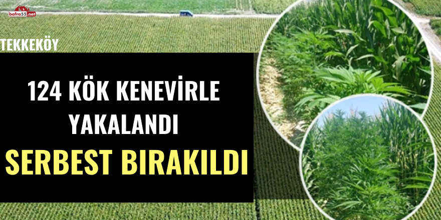 Samsun'da Kenevirle Yakalanan Şahıs Serbest Bırakıldı