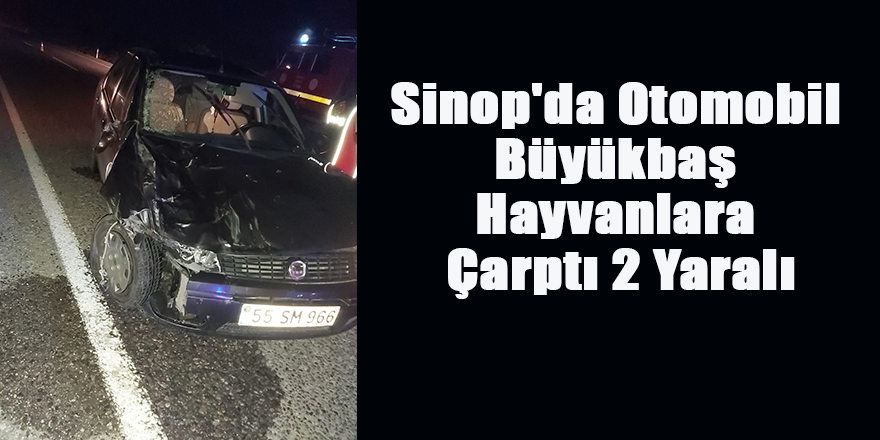 Sinop'da Otomobil Büyükbaş Hayvanlara Çarptı 2 Yaralı