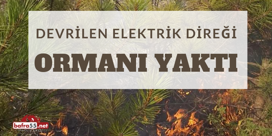 Devrilen Elektrik Direği Ormanı Yaktı