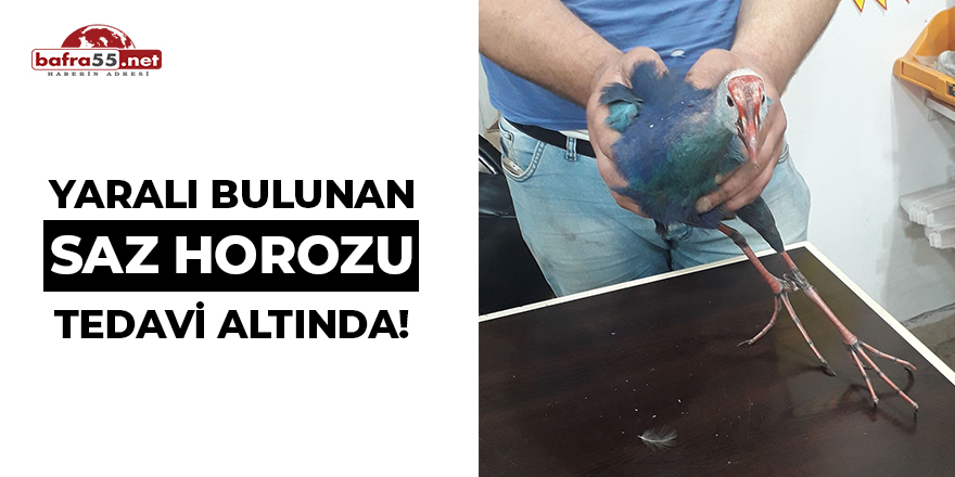 Yaralı Bulunan Saz Horozu Tedavi Altında!