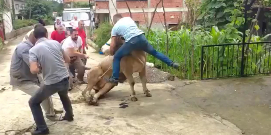 Kurbanlık Boğa boynuzu tutan şahsı böyle savurdu