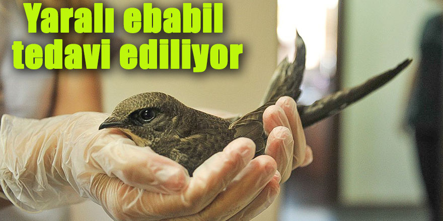 Yaralı ebabil tedavi ediliyor