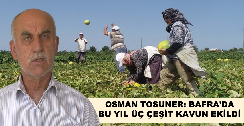 Osman Tosuner, Bafra 'da bu Yıl Üç Çeşit Kavun Ekildi