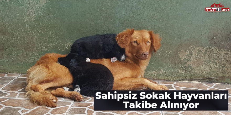 Sahipsiz Sokak Hayvanları Takibe Alınıyor