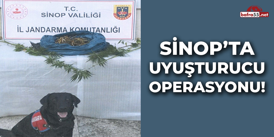 Sinop'ta Uyuşturucu Operasyonu!