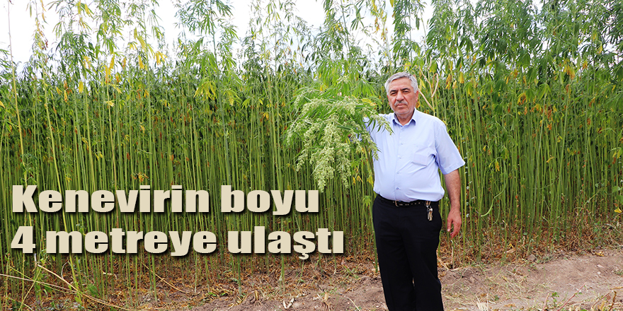 Kenevirin boyu 4 metreye ulaştı