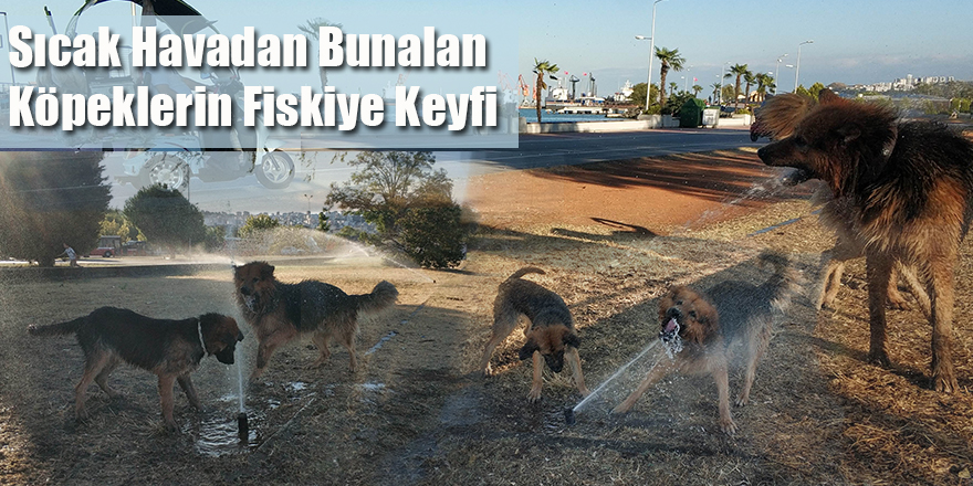 Sıcak Havadan Bunalan Köpeklerin Fiskiye Keyfi