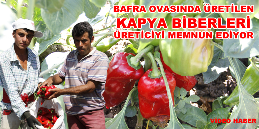 Türkiye'nin ikinci Çukurovası olan Bafra Ovasında Kapya Biber Hasadı Başladı