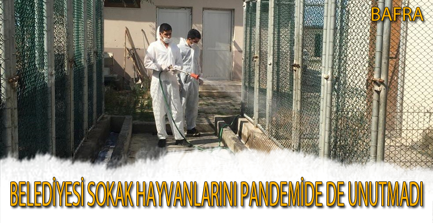 Bafra Belediyesi sokak hayvanlarını pandemide de unutmadı