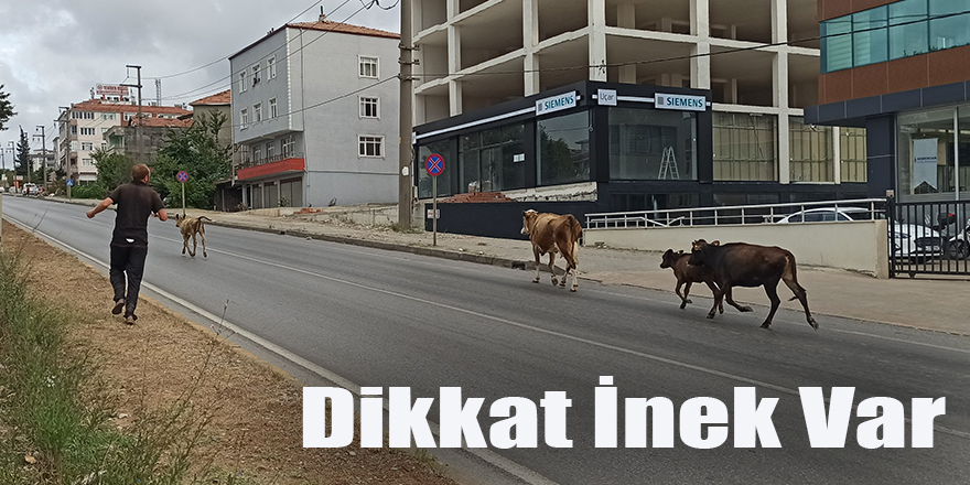 Dikkat İnek Var