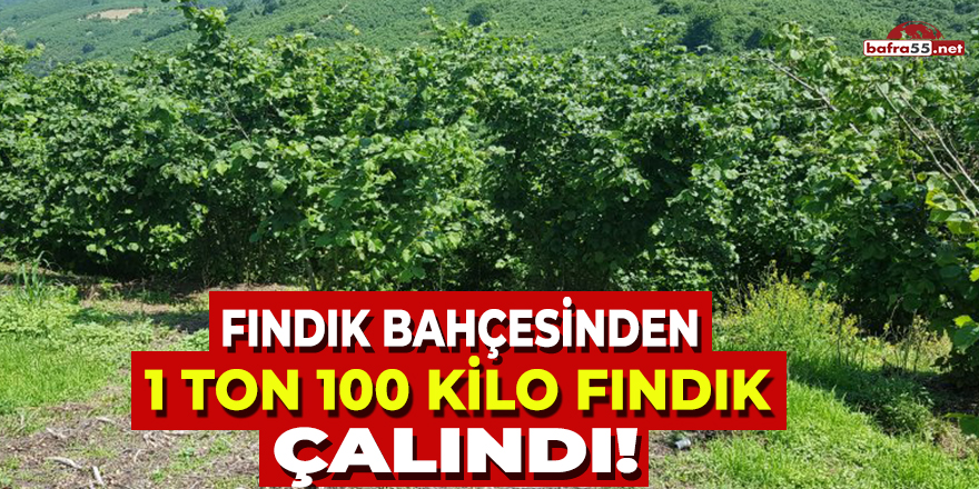 Fındık Bahçesinden 1 Ton 100 Kilo Fındık Çalındı!