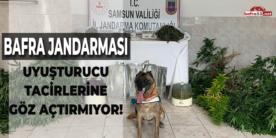 Bafra Jandarması Uyuşturucu Tacirlerine Göz Açtırmıyor!