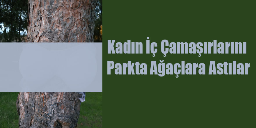 Kadın İç Çamaşırlarını Parkta Ağaçlara Astılar