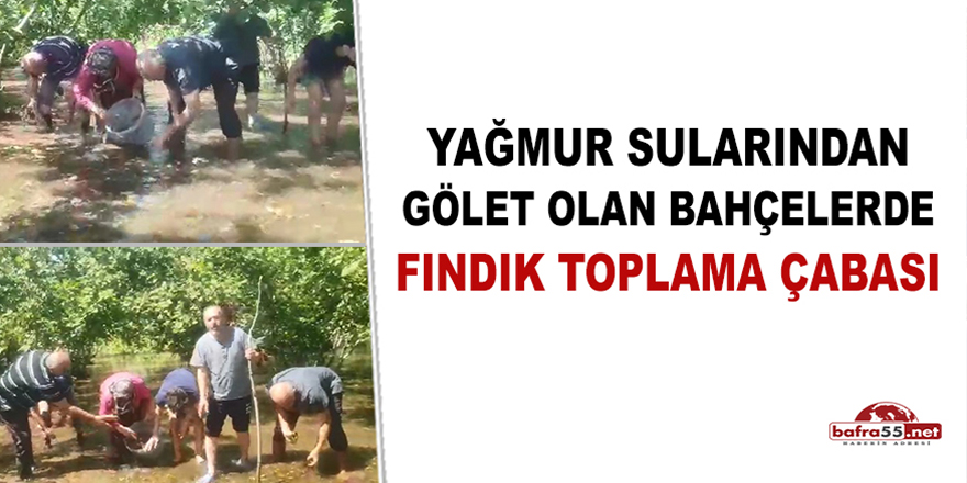 Yağmur Sularında Gölet Olan Bahçelerinde Fındık Toplama Çabası