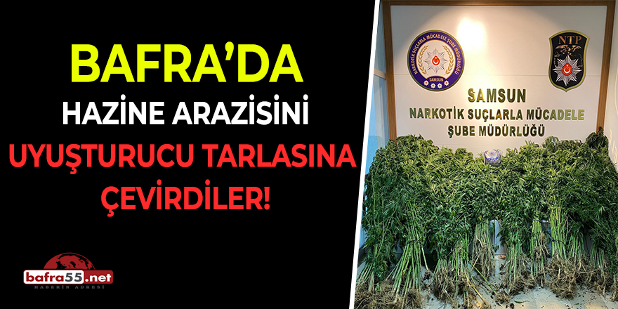 Bafra'da Hazine Arazisini Uyuşturucu Tarlasına Çevirdiler