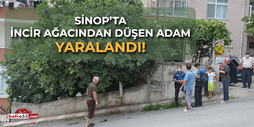 Sinop'ta İncir Ağacından Düşen Adam Yaralandı!