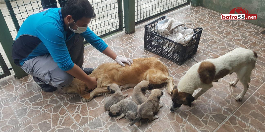 Öksüz Yavru Köpeklere Süt Anne Bulundu