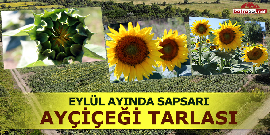 Eylül ayında sapsarı ayçiçeği tarlası