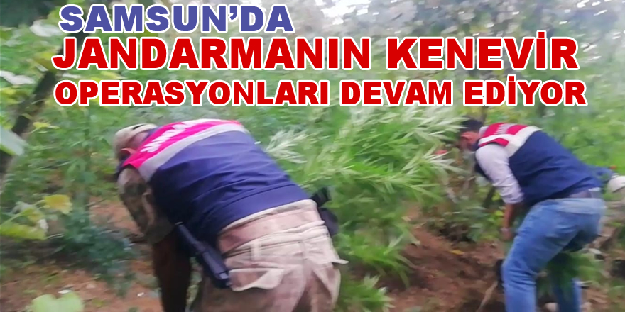 Jandarmanın kenevir operasyonları devam ediyor