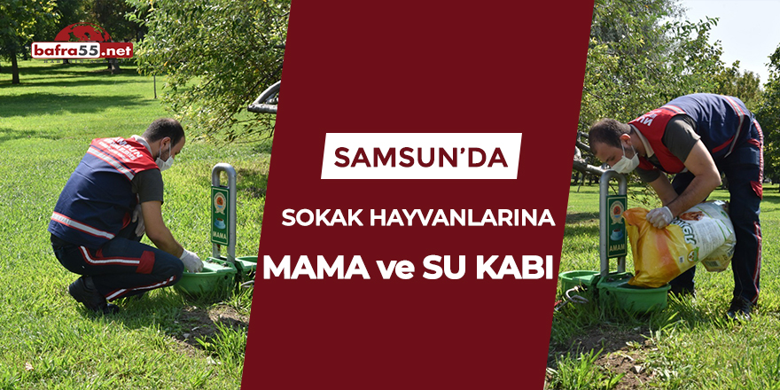 Samsun'da sokak hayvanlarına mama ve su kabı