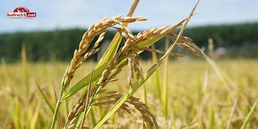 Pirinç diyarı Terme’de çeltik hasadı başladı