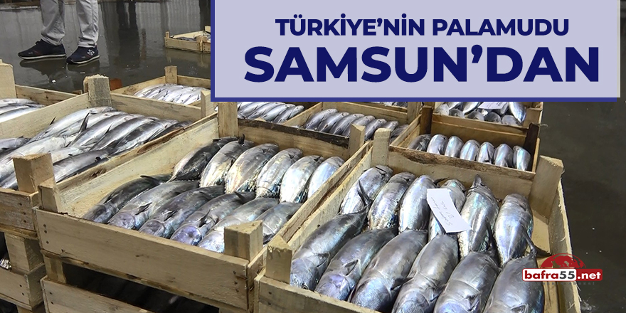 Türkiye'nin palamudu Samsun'dan