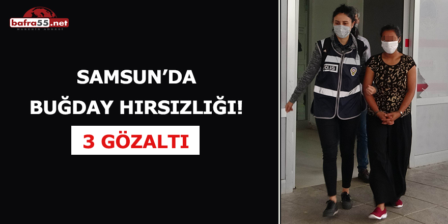 Samsun'da buğday hırsızlığı! 3 gözaltı