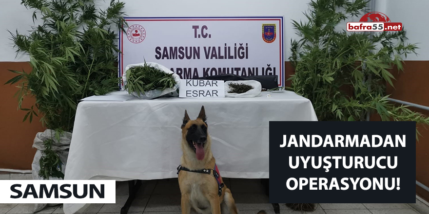 Samsun jandarmasından uyuşturucu operasyonu!