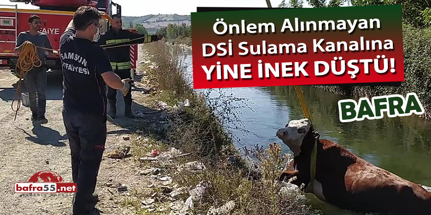 Önlem alınmayan DSİ sulama kanalına yine inek düştü