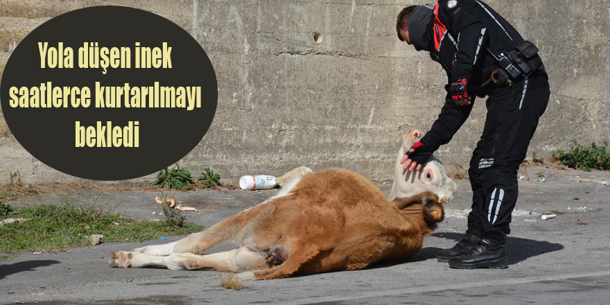 Yola düşen inek saatlerce kurtarılmayı bekledi