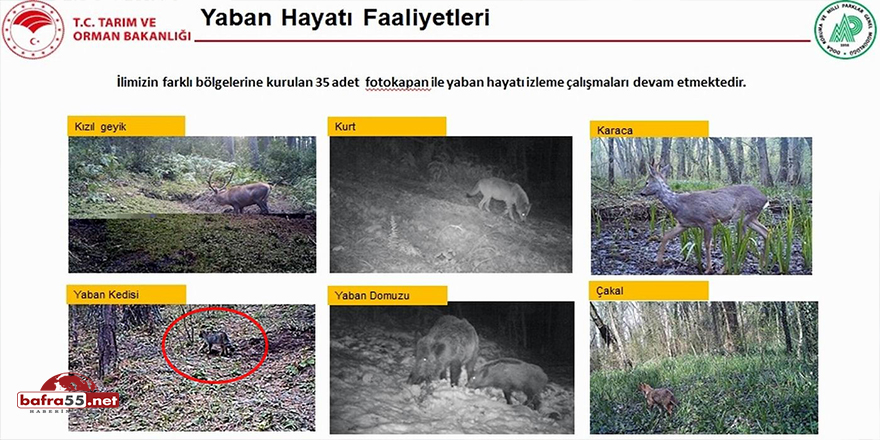 Fotokapana yaban kedisi yakalandı