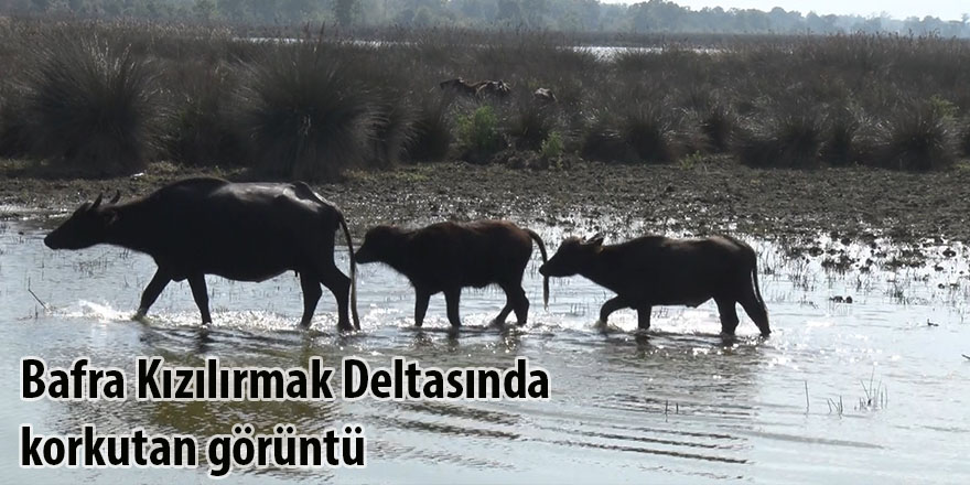 Bafra Kızılırmak Deltasında korkutan görüntü