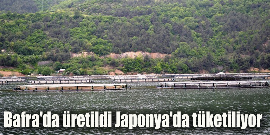 Bafra'da üretildi Japonya'da tüketiliyor