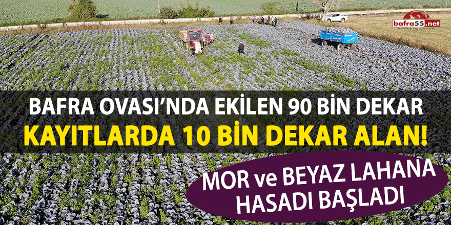 Bafra Ovası'nda lahana hasadı başladı