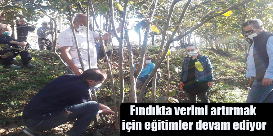 Fındıkta verimi artırmak için eğitimler devam ediyor