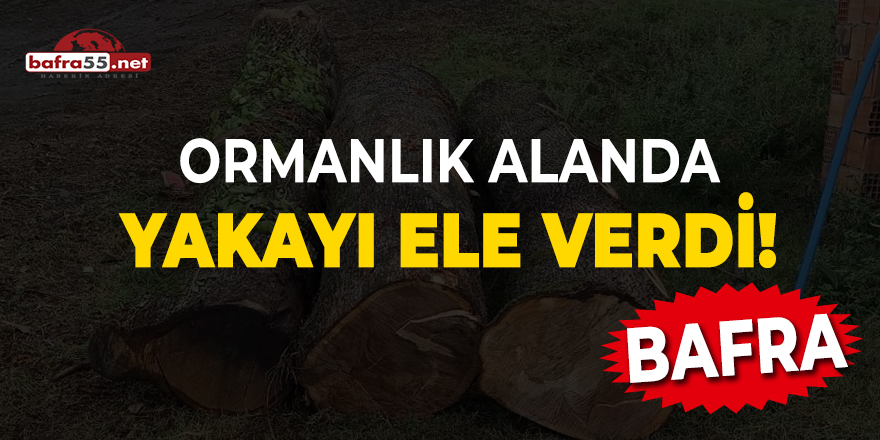 Bafra'da ormanlık alanda yakayı ele verdi!