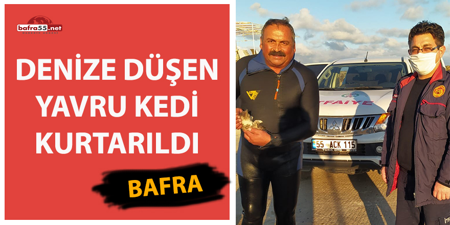 Bafra'da denize düşen yavru kedi kurtarıldı