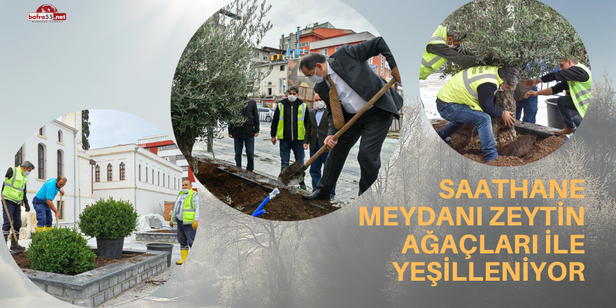 Saathane Meydanı Zeytin Ağaçları ile Yeşilleniyor