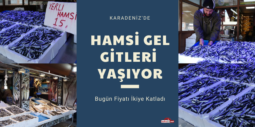 Hamsi Gel Gitleri Yaşıyor