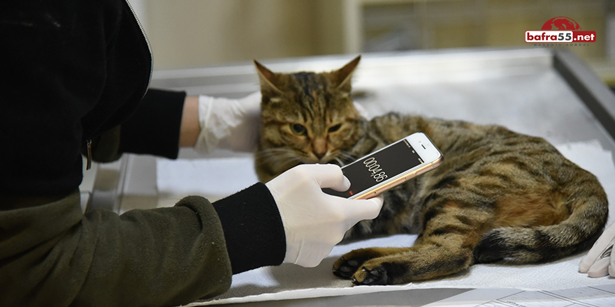 Tokat'ta yaralanan kedi, OMÜ'ye getirildi