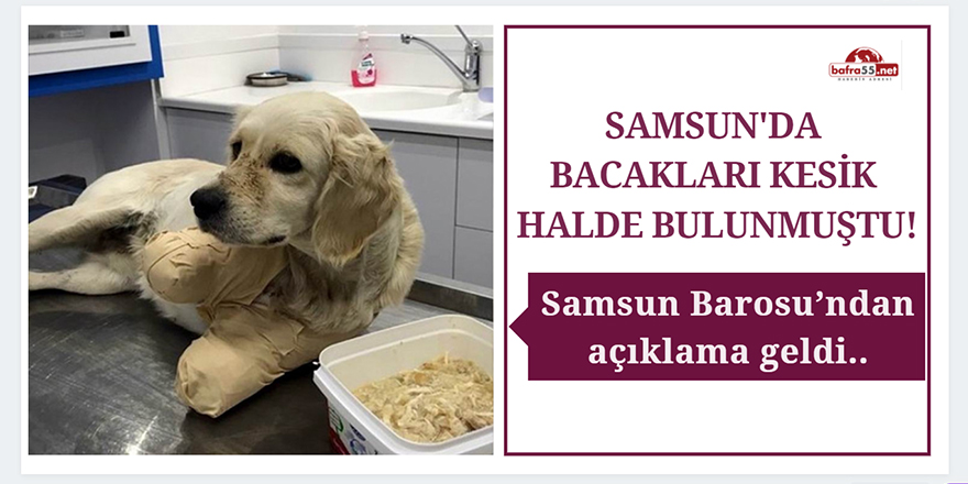 Samsun Barosu’ndan bacakları kesilen köpek hakkında açıklama