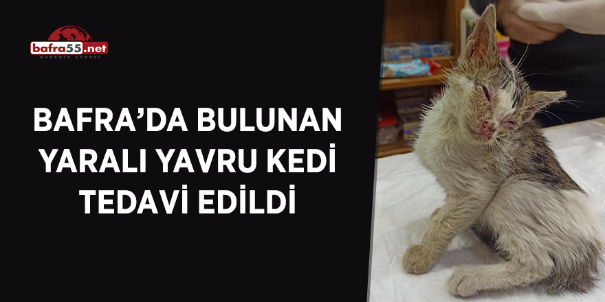 Bafra'da bulunan yaralı yavru kedi tedavi edildi