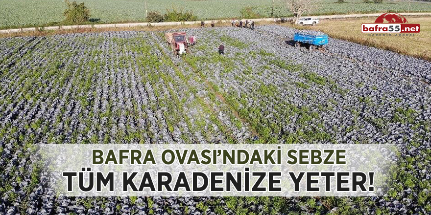 Bafra Ovası'ndaki sebze tüm Karadeniz'e yeter