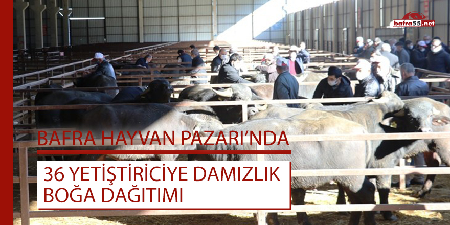 Bafra Hayvan Pazarı'nda 36 yetiştiriciye damızlık boğa dağıtımı