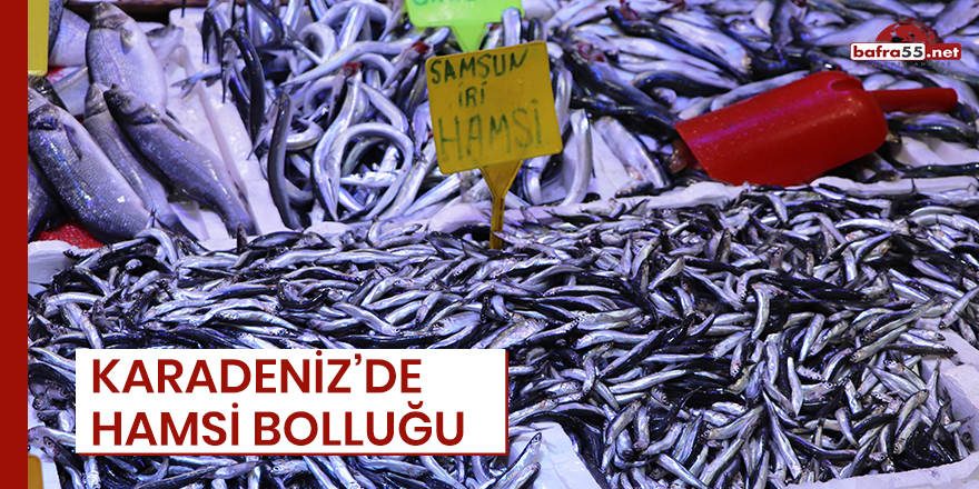 Karadeniz'de hamsi bolluğu